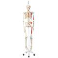 3B Scientific Muscle Skeleton Max, on Hanging Stand - w/ 3B Smart Anatomy 1020174